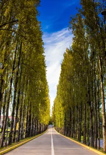 树木环绕的笔直道路