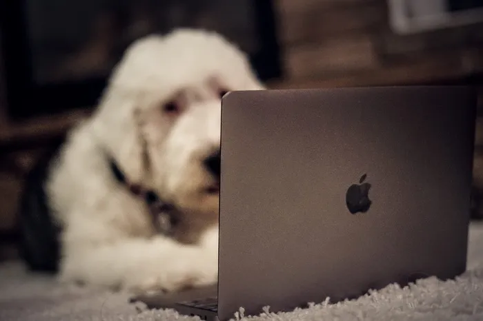 oldenglishsheepdog，编码，macbookpro，狗，哺乳动物，宠物，一个动物，动物主题