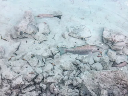墨西哥,坎昆,坎昆,鱼类,自然,自然,海洋,动物主题 墨西哥,坎昆,坎昆,鱼类,自然,自然,海洋,动物主题