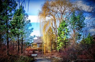 白天，蓝色和多云的天空下有一棵绿树