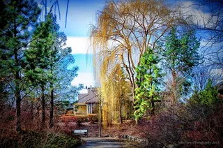 白天，蓝色和多云的天空下有一棵绿树