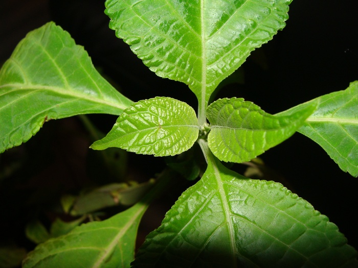 叶子，叶子，绿色植物，鼠尾草，鼠尾草，鼠尾草，占卜者的圣人，自然