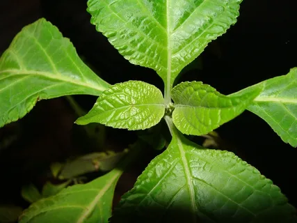 叶子,叶子,绿色植物,鼠尾草,鼠尾草,鼠尾草,占卜者的圣人,自然 叶子,叶子,绿色植物,鼠尾草,鼠尾草,鼠尾草,占卜者的圣人,自然