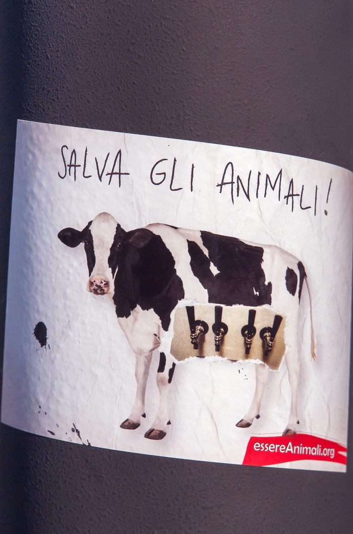 拯救动物，salva gli animali，海报，意大利，素食主义者，素食者，素食者，奶牛