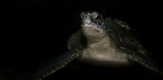 海龟，低，光摄影，棕色，海龟，海，动物，野生