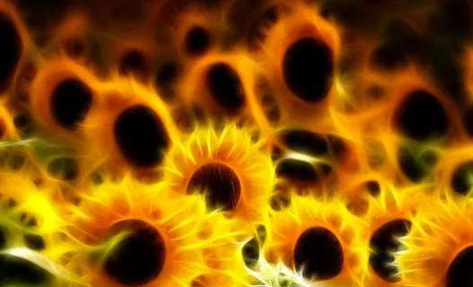 花卉特效图片 花卉特效图片