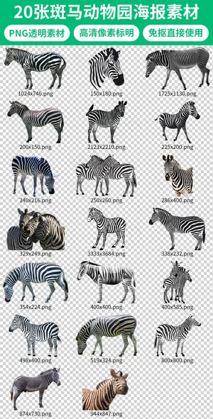 卡通动物斑马海报图片素材