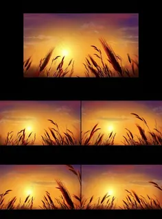 金色麦田高清视频片头片尾节日庆典背...