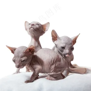 加拿大无毛猫幼崽