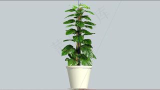 sketchup盆栽模型图片