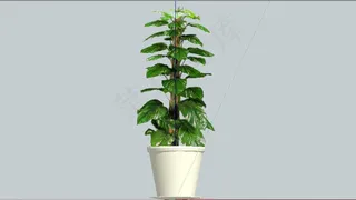 sketchup盆栽模型图片