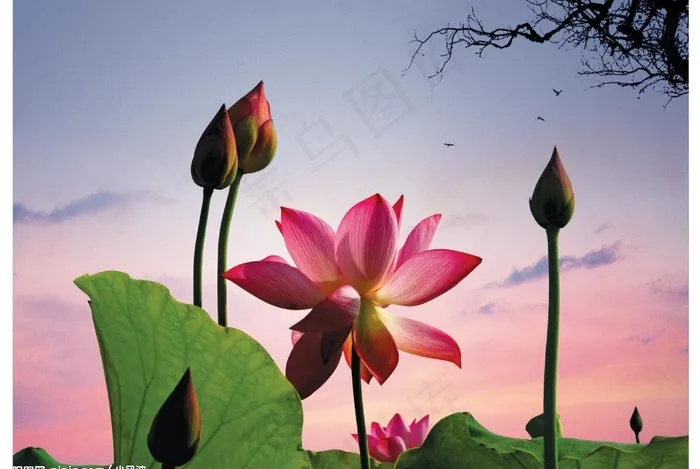 中国古典荷花图图片(3543X2574(DPI:300))psd模版下载