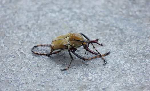 甲壳虫图片 甲壳虫图片