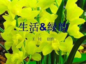 生活绿韵环保PPT模板预览图