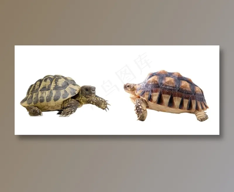 乌龟免抠素材PSD分层(5205X2266(DPI:300))psd模版下载