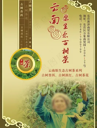 茶树宣传设计