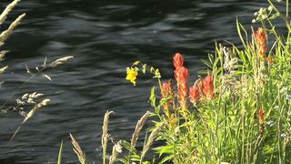 俄勒冈印度画笔1股票的录像