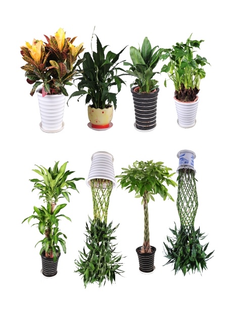绿植盆栽