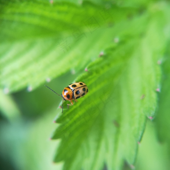 绿色小清新可爱风摄影图十四斑隐头叶甲