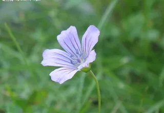 新疆植物园图片