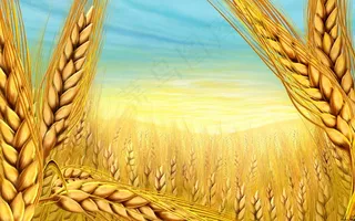 金色麦穗壁纸