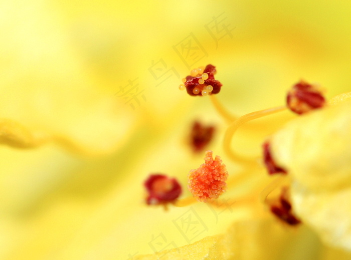 花蕊