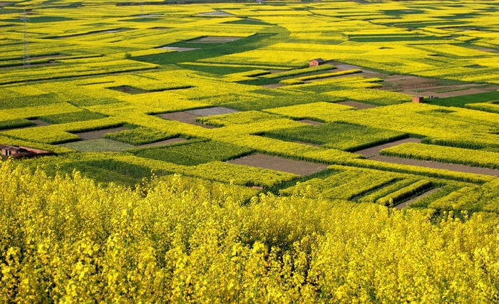 田野图片