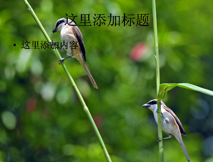 穿行在芦苇中的红尾伯劳摄影高清p...