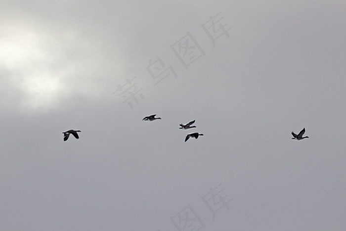 鸟飞在天空中