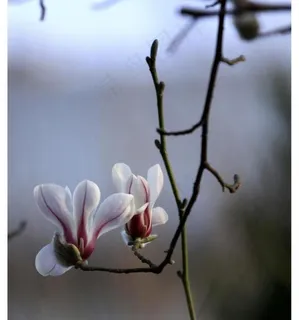 玉兰花图片 玉兰花图片