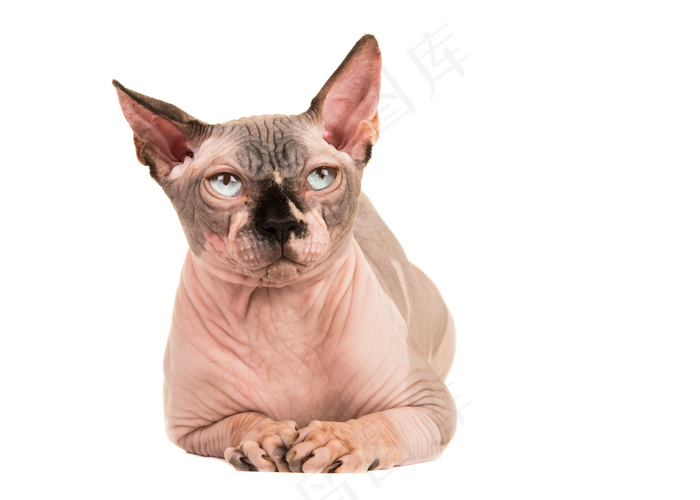 斯芬克斯猫摄影