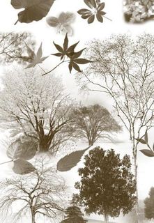 25款高清晰树木和树叶ps笔刷图片