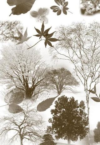 25款高清晰树木和树叶ps笔刷图片