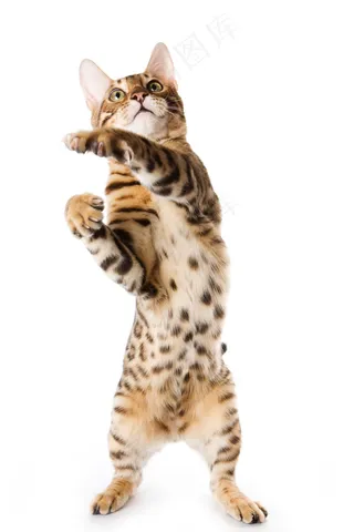 可爱小猫摄影图片