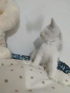 白色清新风宠物猫咪实拍摄影图