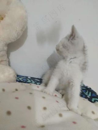 白色清新风宠物猫咪实拍摄影图