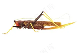蚂蚱图片