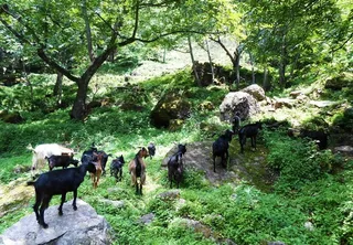 林间的羊群图片