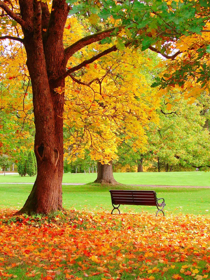 秋天枫树椅子风景摄影