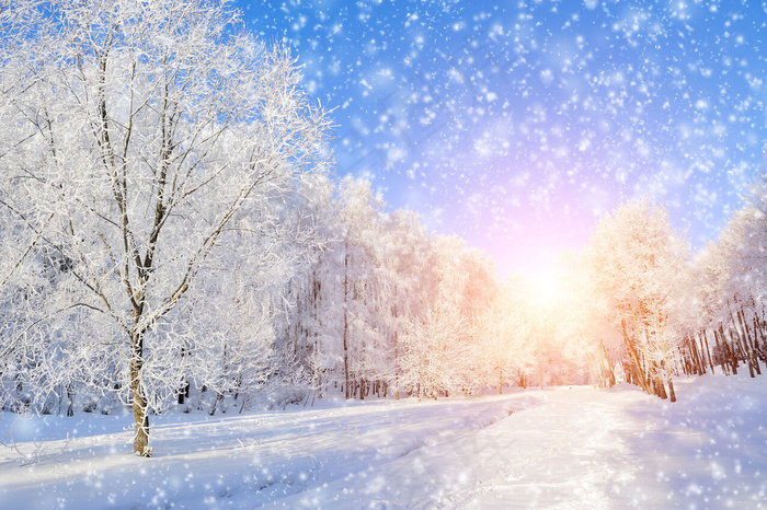 美丽树林雪地风景