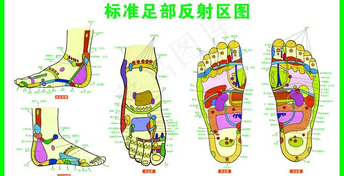 标准足部反射区图图片psd模版下载