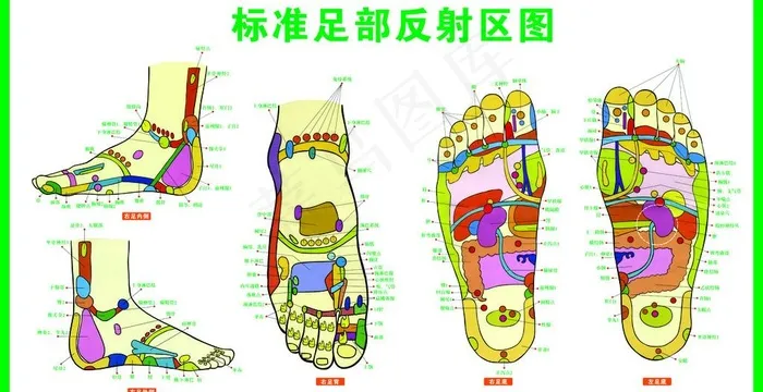标准足部反射区图图片psd模版下载