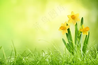 草地上的水仙花图片