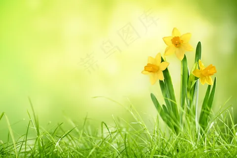 草地上的水仙花图片 草地上的水仙花图片