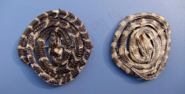 金钱白花蛇图片