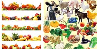 水果 蔬菜 家禽图片