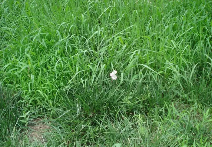绿草