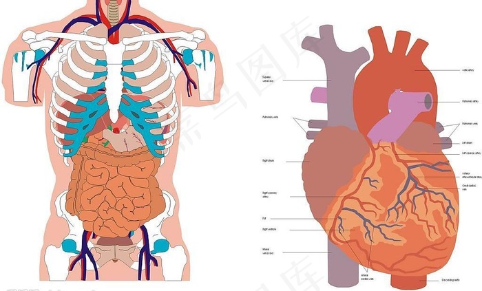 人体内脏器官矢量.CDR图片
