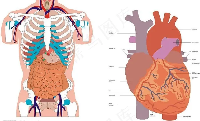 人体内脏器官矢量.CDR图片cdr矢量模版下载