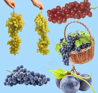 葡萄图片